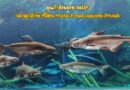 คุณกําลังมองหาอะไร? ปลาดุกยักษ์ ที่โซน Mystic forest, Aquaria Phuket