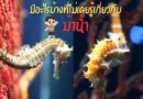 มีอะไรบ้างที่ไม่เคยรู้เกี่ยวกับม้าน้ำ Seahorse at Aquaria Phuket