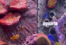 ยินดีต้อนรับสู่ Aquaria Phuket